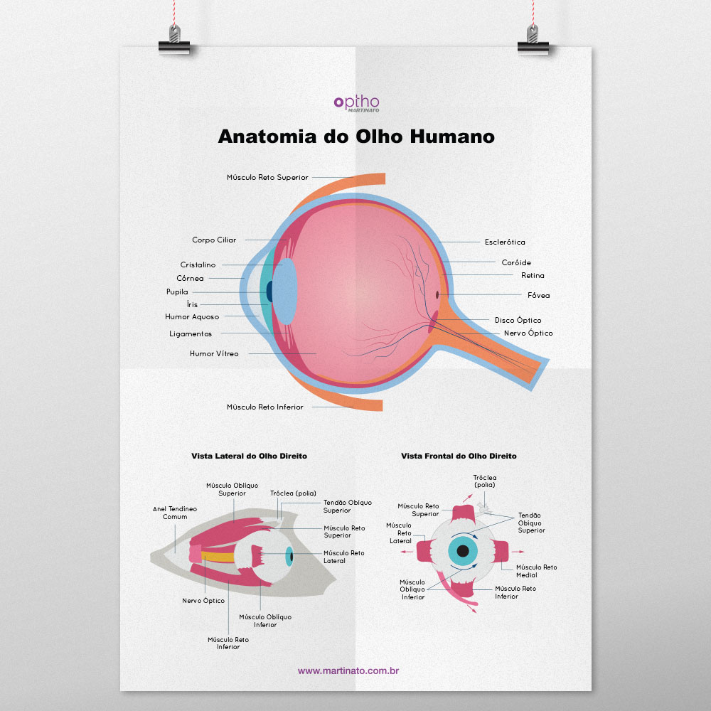 Poster anatomia do olho martinato