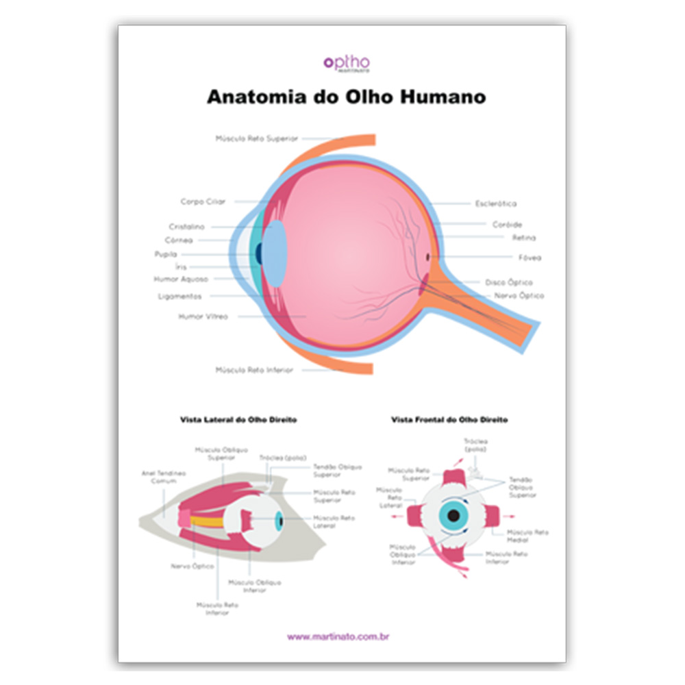 Poster anatomia do olho martinato