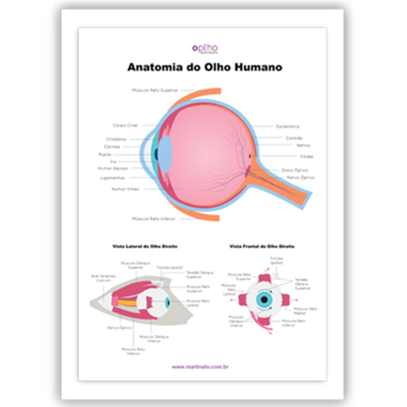 Poster anatomia do olho martinato decoração consultório oftalmo