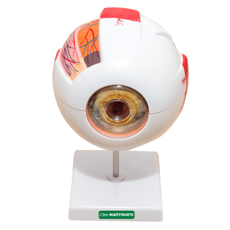 Olho Humano Branco - Image 2